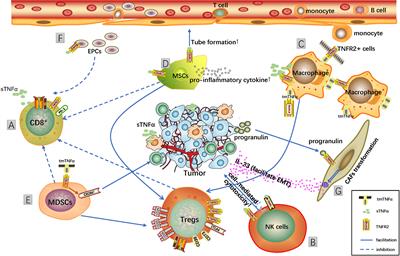 Targeting TNFR2 in Cancer: All Roads Lead to Rome